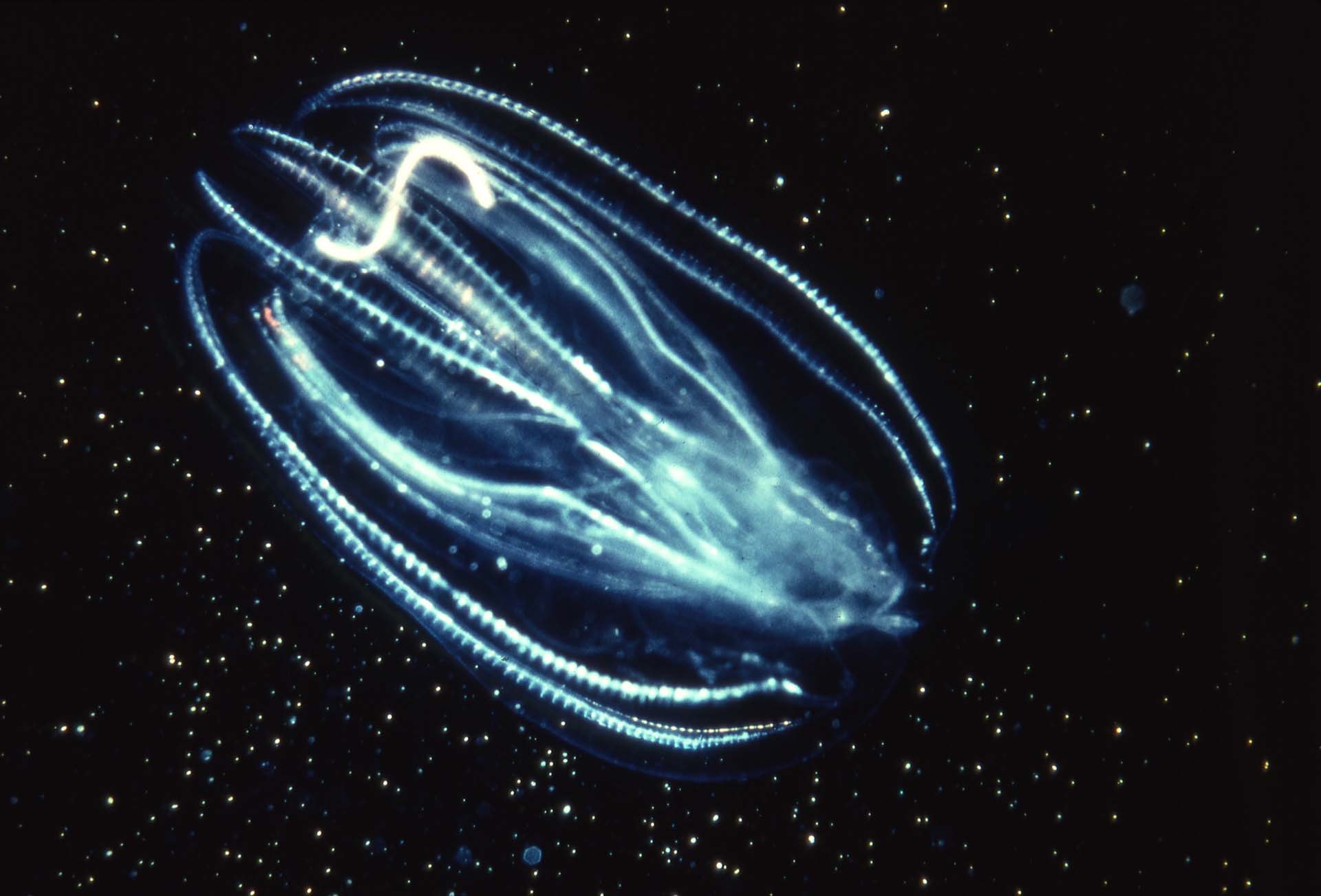 Close encounters with jellyfish in LI waters - Newsday