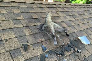 Mother raccoon chewed through a California home’s roof to get back to her babies