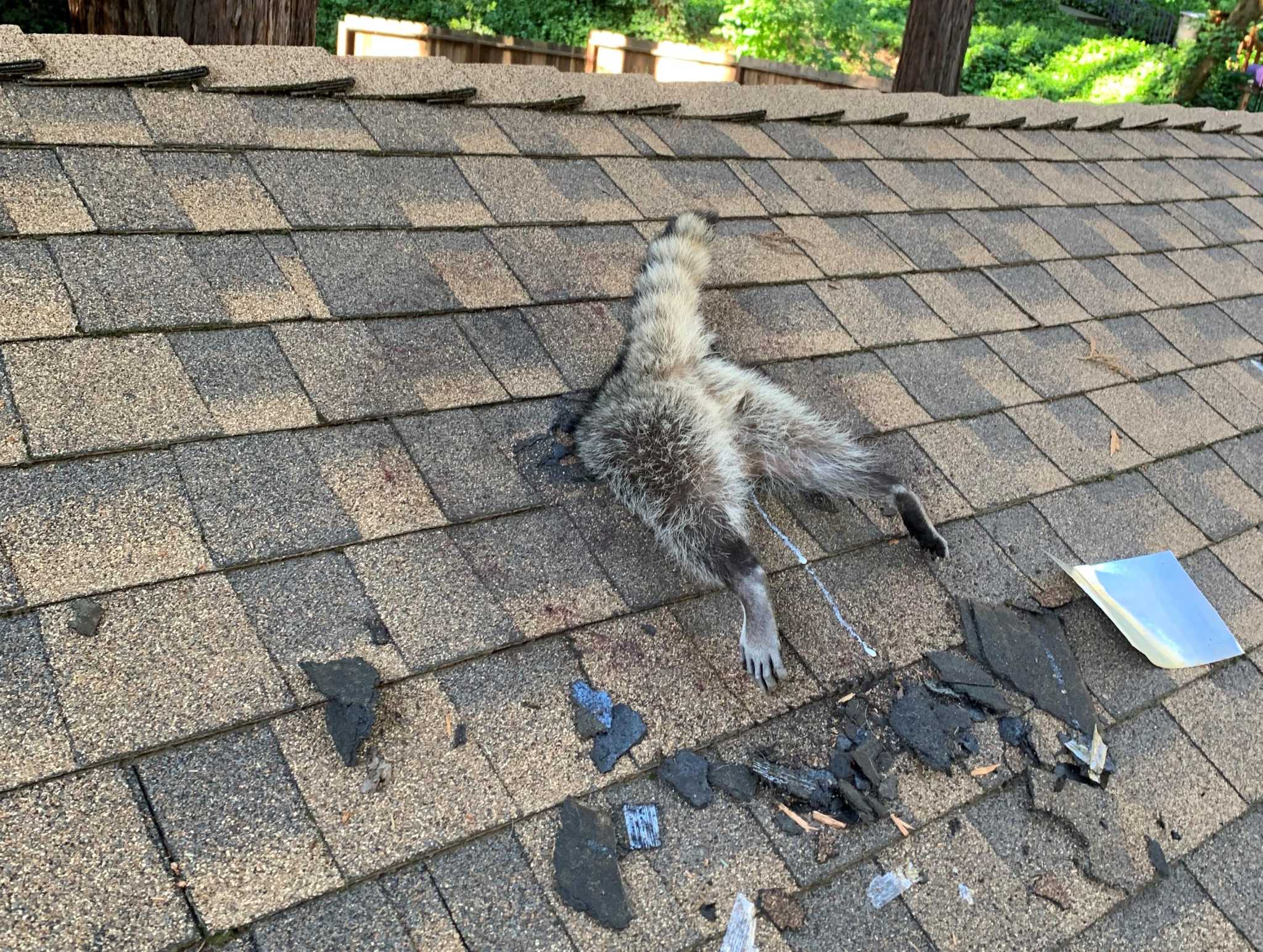 mother-raccoon-chewed-through-a-california-home-s-roof-to-get-back-to
