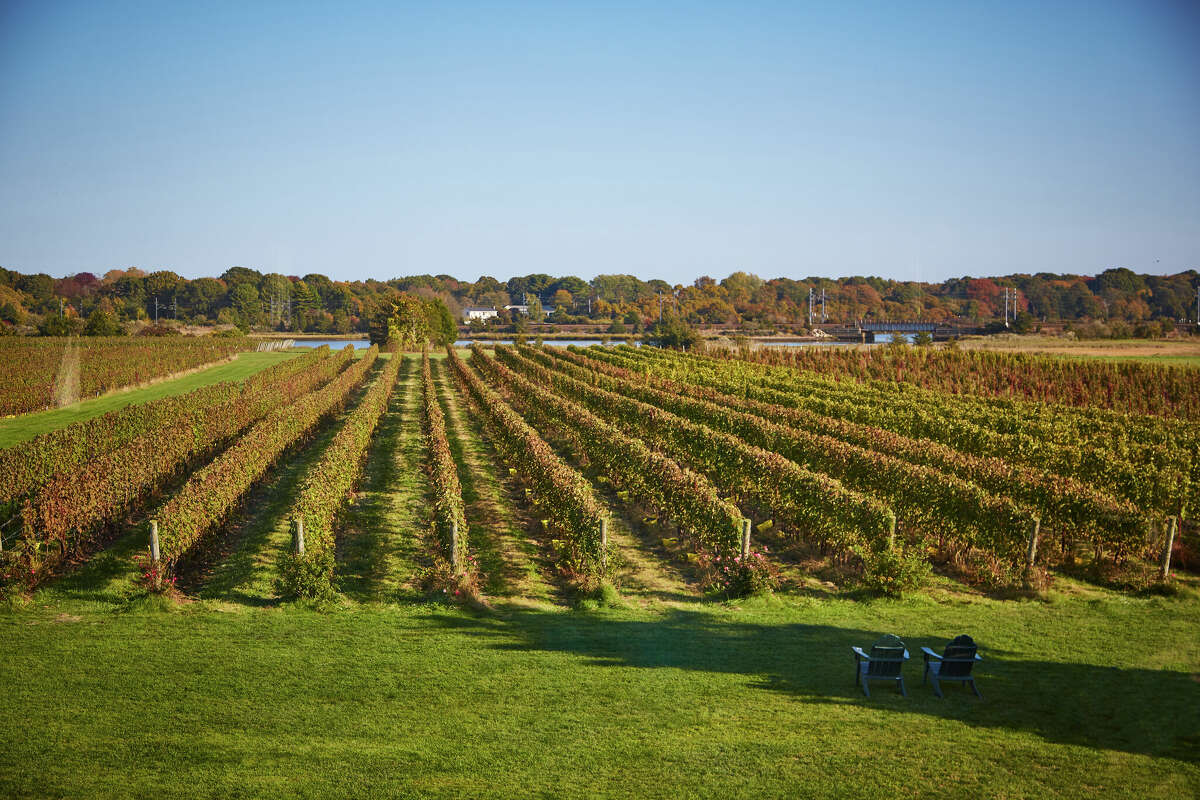 Salt Water Farm Vineyard in Stonington, Connecticut with clear blue sky above