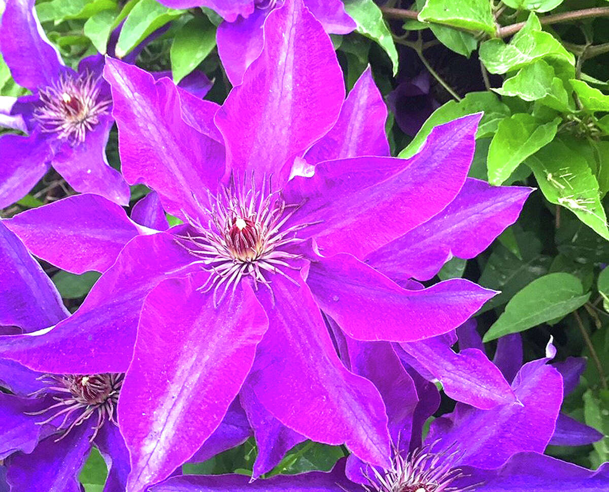 A blooming clematis brings a splash of purple to a spring garden.