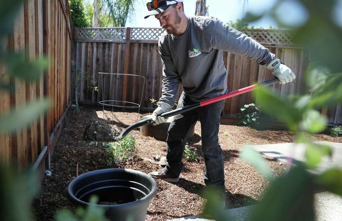 Mark Adams, a technician at Bay Maples Wild California Gardens, transplants a plant while working in the yard of a San Jose home that recently relandscaped to reduce water use.