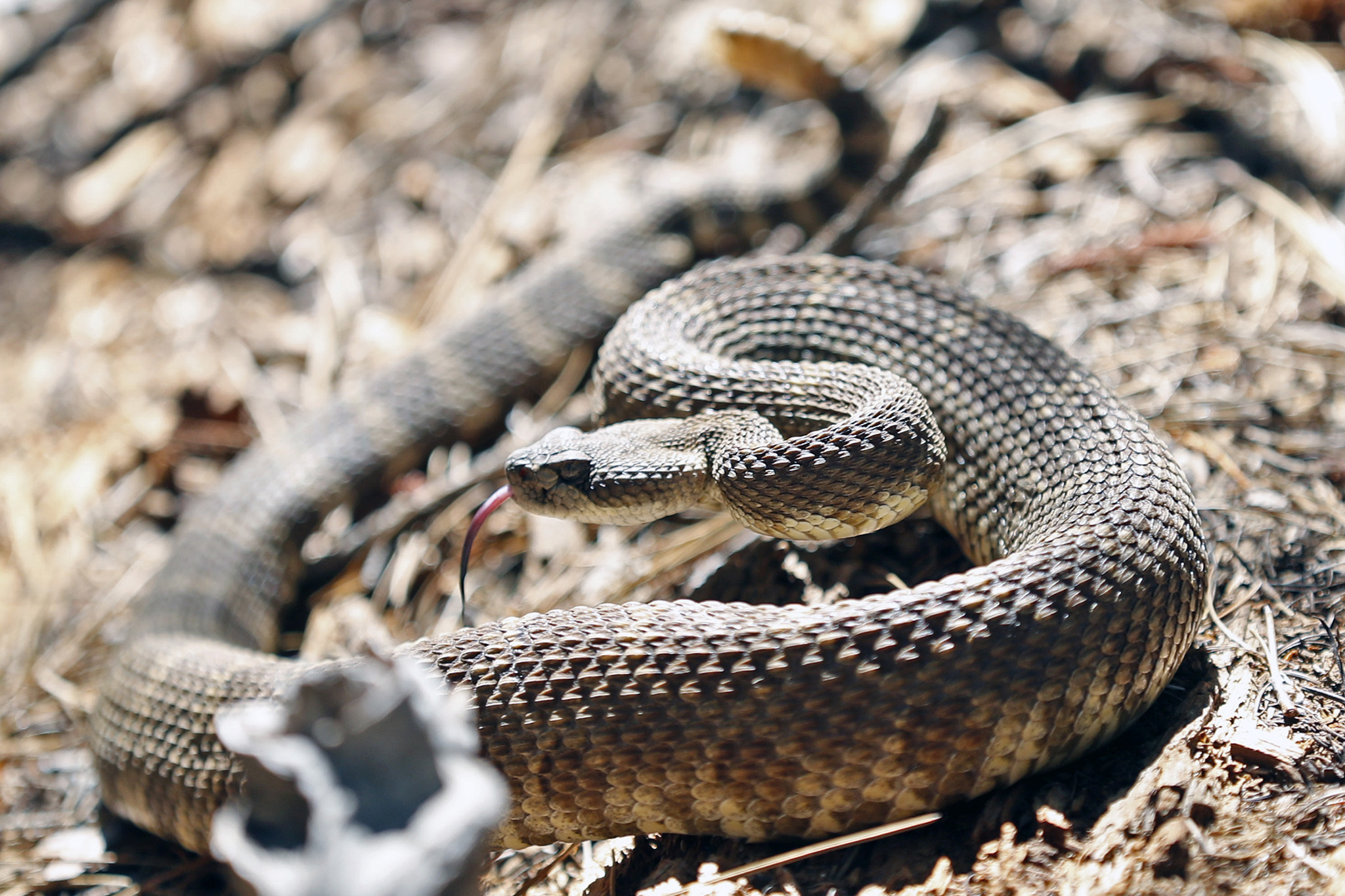 what to do if you run into a rattlesnake