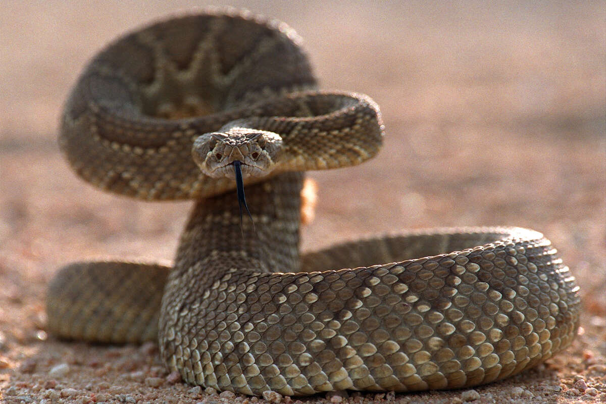 Watch your step: A rattlesnake can release about 130 different toxins during a bite. Fortunately for San Francisco residents, it's the one major metro in California that doesn't have a discernable rattlesnake population, yet. 