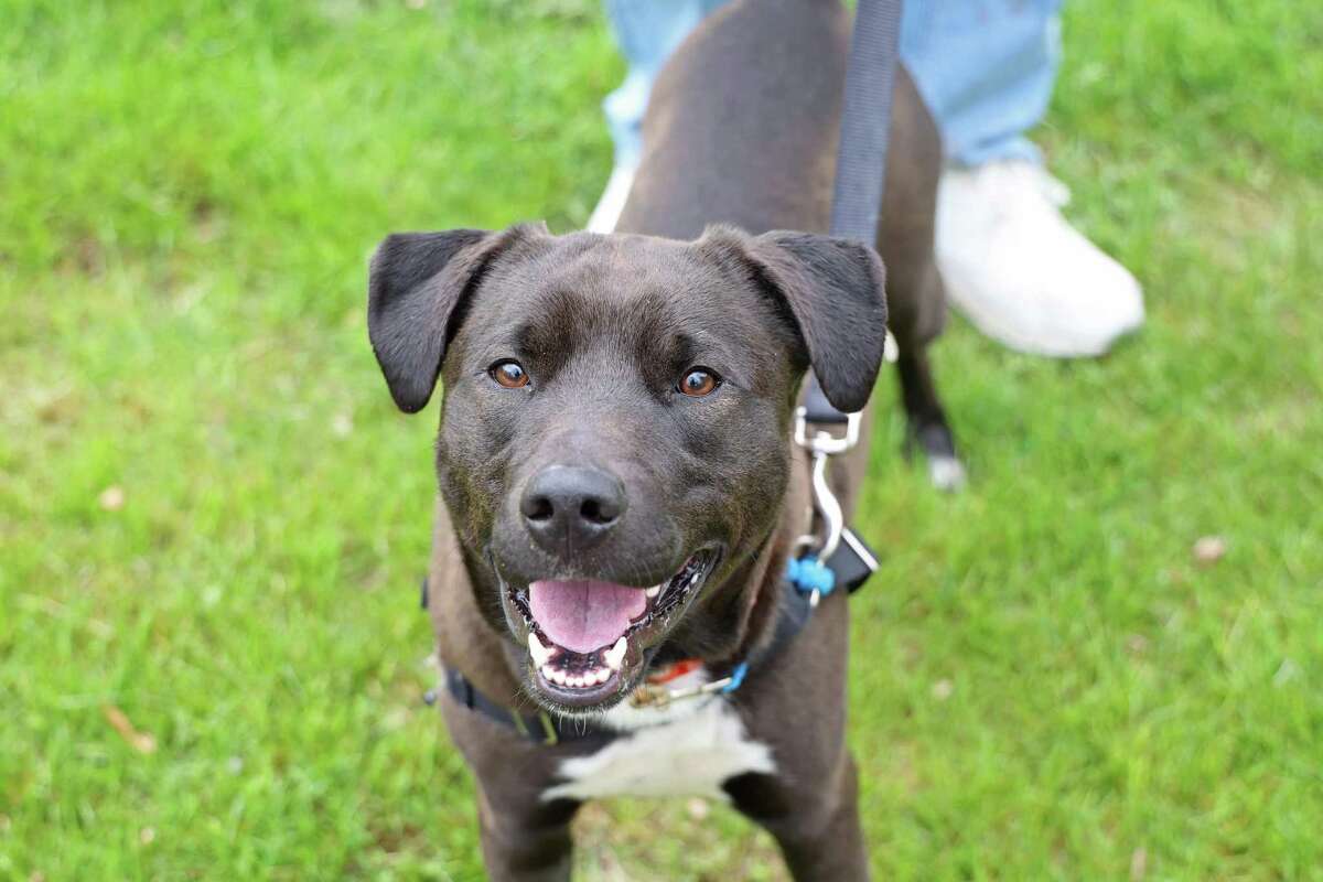 Tony is often seen smiling this big, so just imagine how happy he is when he’s zooming outside in the grass or snuggling with a friend. This 2-year-old pup has lots of energy and loves playing outdoors at the Connecticut Humane Society. He seems to enjoy running around in a fenced-in area over walks, as when he’s on a stroll, he sometimes likes to simply sit and take in the sights. Tony adores snacking on cheese and small bits of hot dog, and would have a blast earning them in training sessions as well. He has a history of seizures, although he has not had any while at CHS. Tony would be best with kids 15+ since he can be bouncy while playing, and will be okay with a dog who is mellow (he prefers to play on his own, rather than have playtime with a buddy). See more at CThumane.org/adopt, or come visit in person.