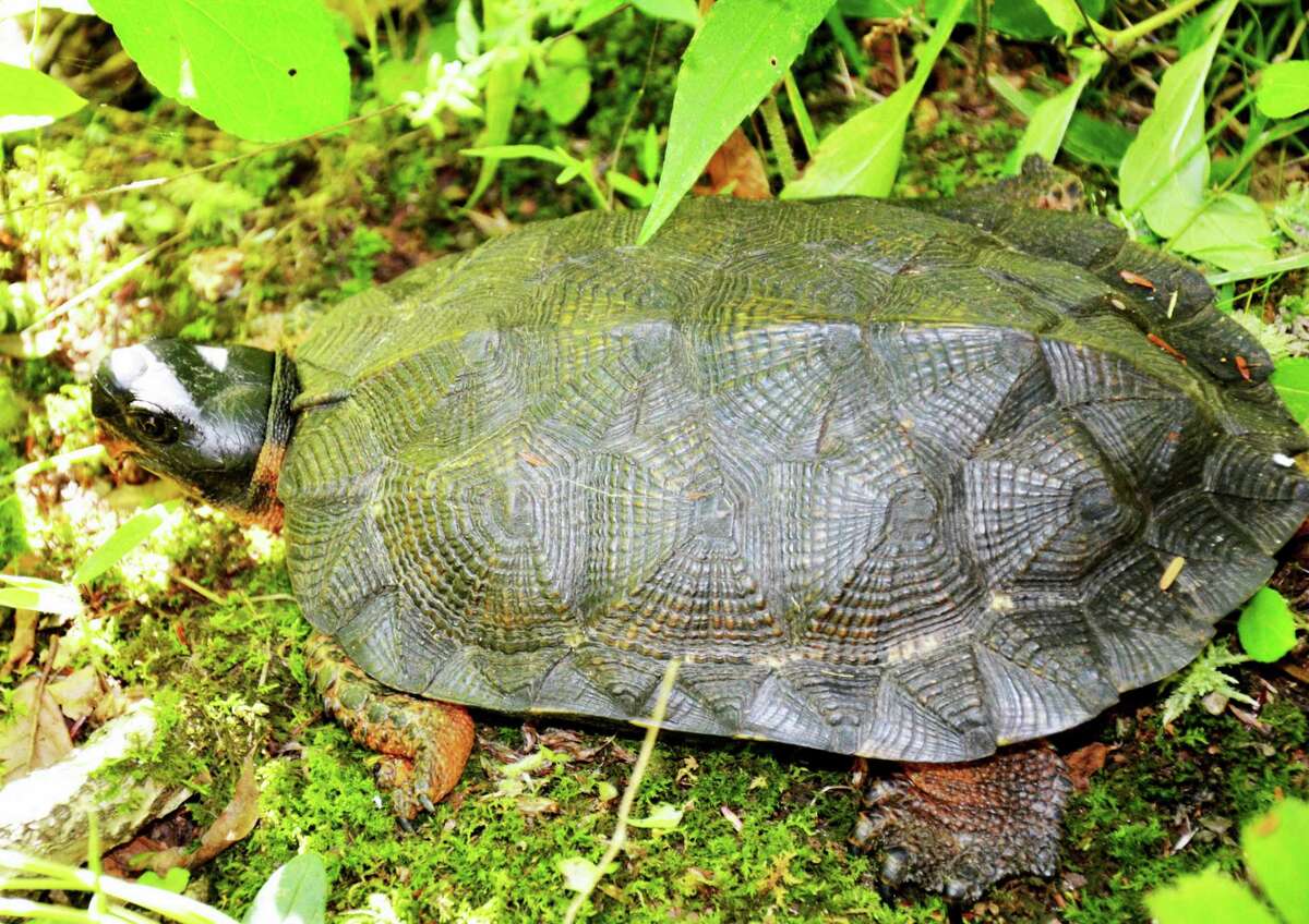 The Community Foundation of Middlesex County and Nature Conservancy in Connecticut have announced a new pilot project to expand access to Burnham Brook Preserve as well as conservation initiatives and experiences in the preserve region. Shown here is a wood turtle.