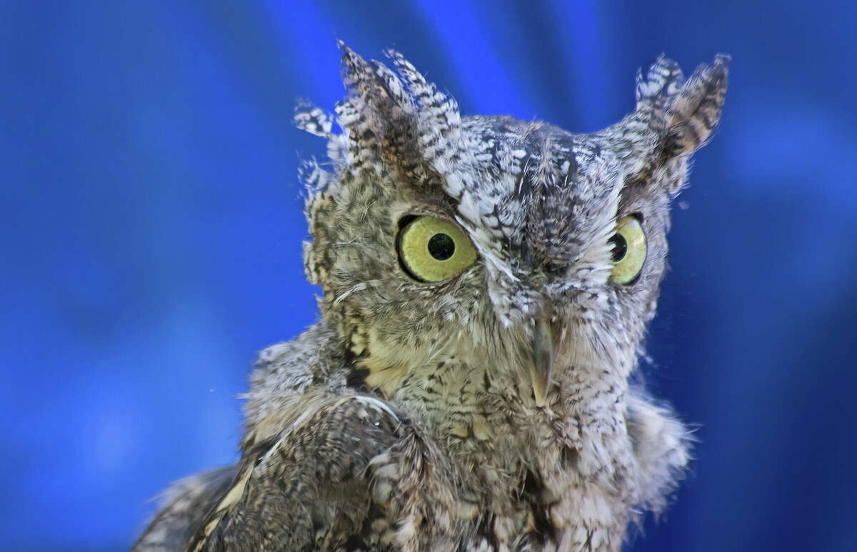 A Screech Owl, which was part of a Birds of Prey Summer Program at the Huron County Nature Center.