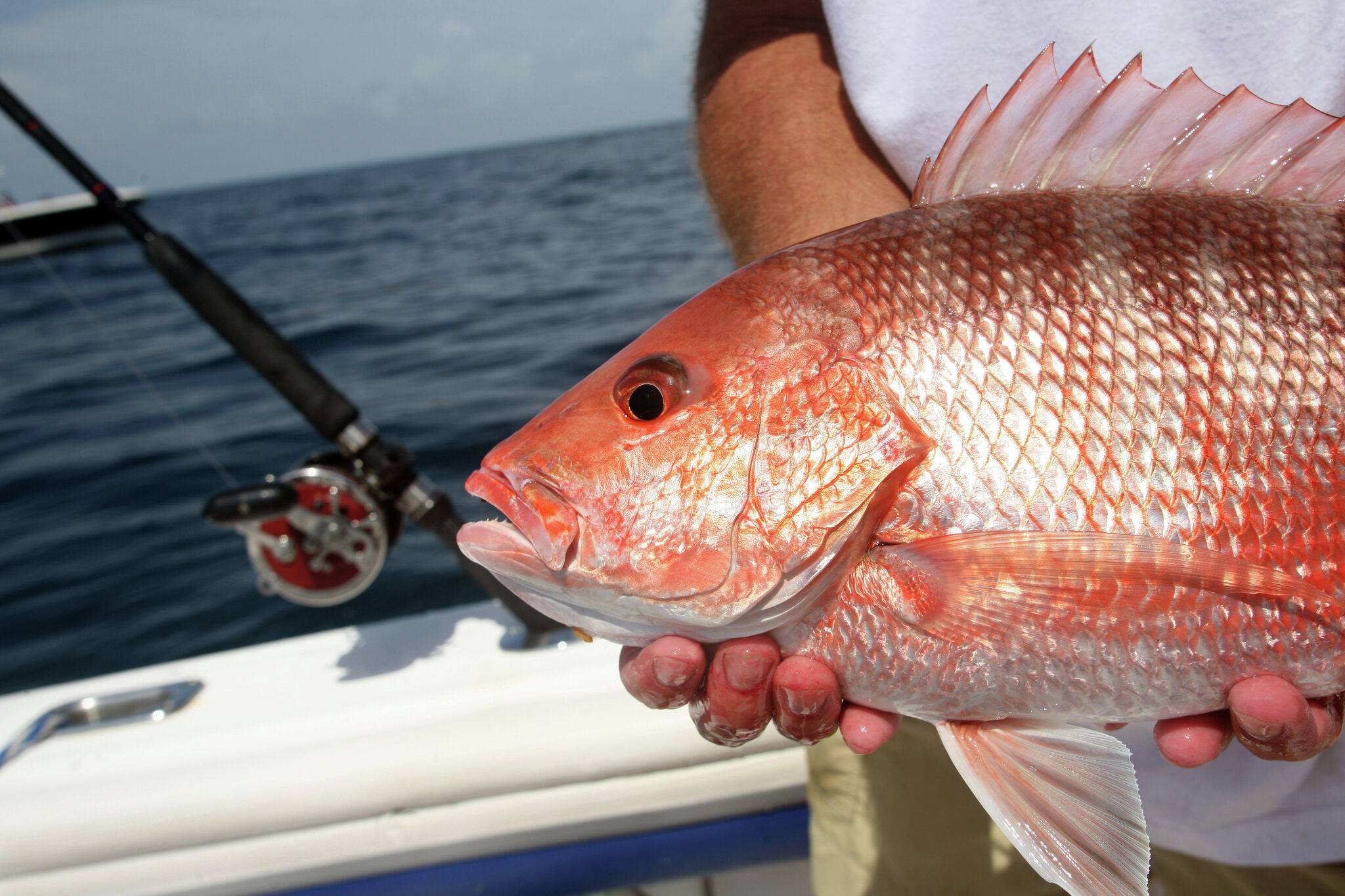 Gulf Coast fishing Texas red snapper season opens June 1