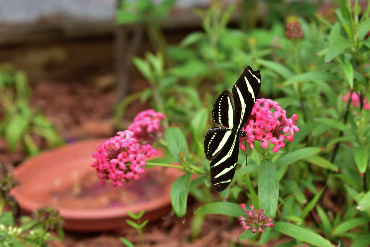 Norwalk's Maritime Aquarium will open a new butterfly exhibit on May 28. The "Flutter Zone," is a walk-through exhibit in a floral habitat on the aquarium's riverfront courtyard.