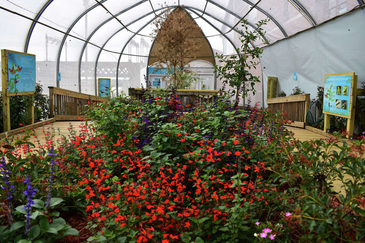 New butterfly exhibit to open at the Maritime Aquarium