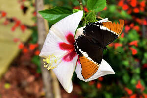 New butterfly exhibit to open at the Maritime Aquarium