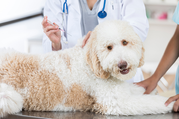 Rabies vaccination clinic planned | Journal-Courier - Vimarsana News