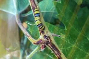 A voracious moth that ‘skeletonizes’ grapevines was found in a Napa vineyard