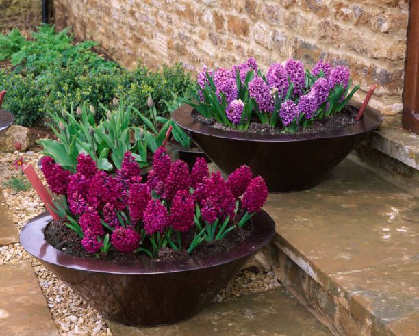 How to plant and care for hyacinths, the prettiest flowers of all - Vimarsana News