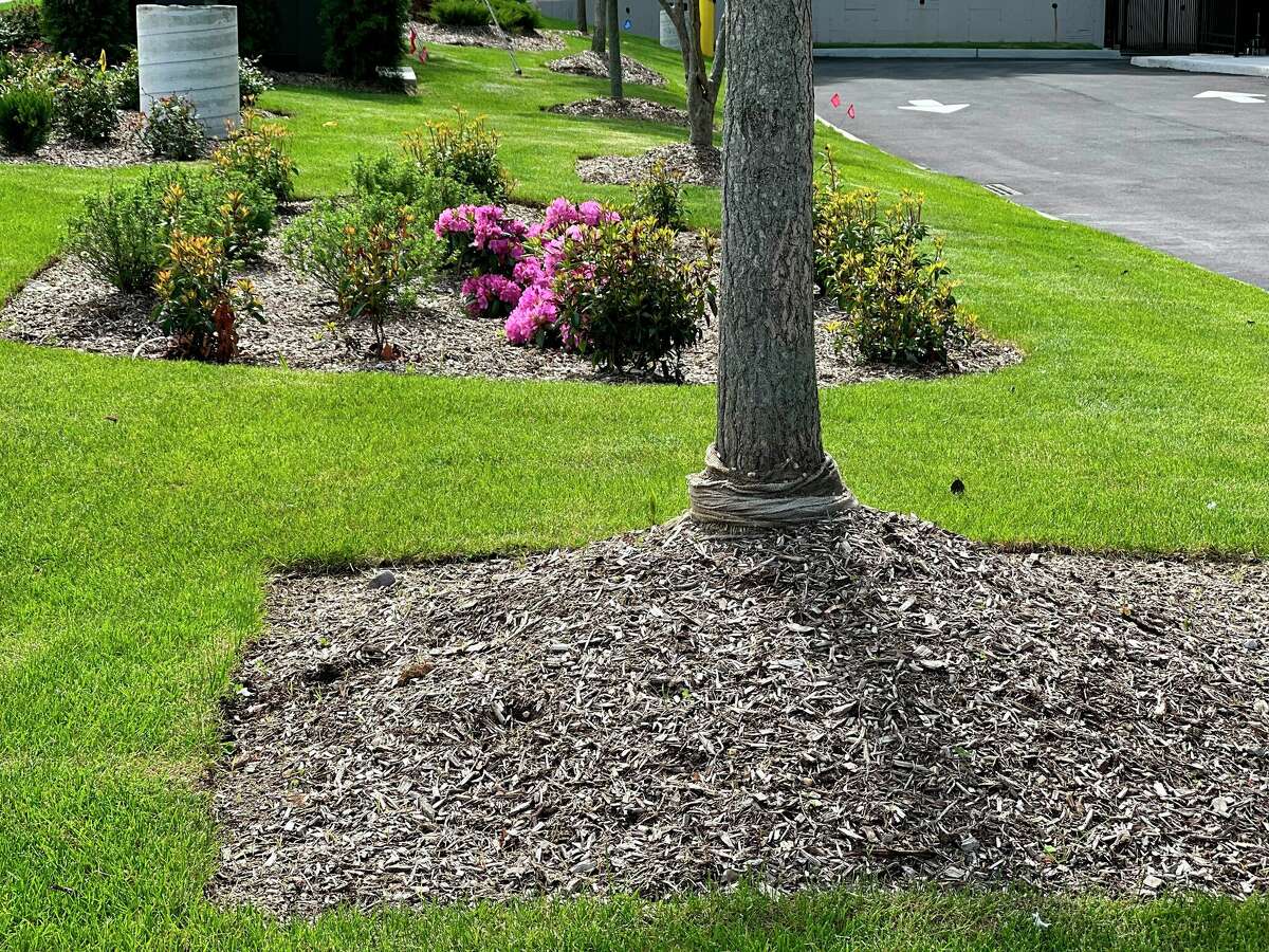 The practice of "volcano mulching" is detrimental to trees and often results in their slow death.