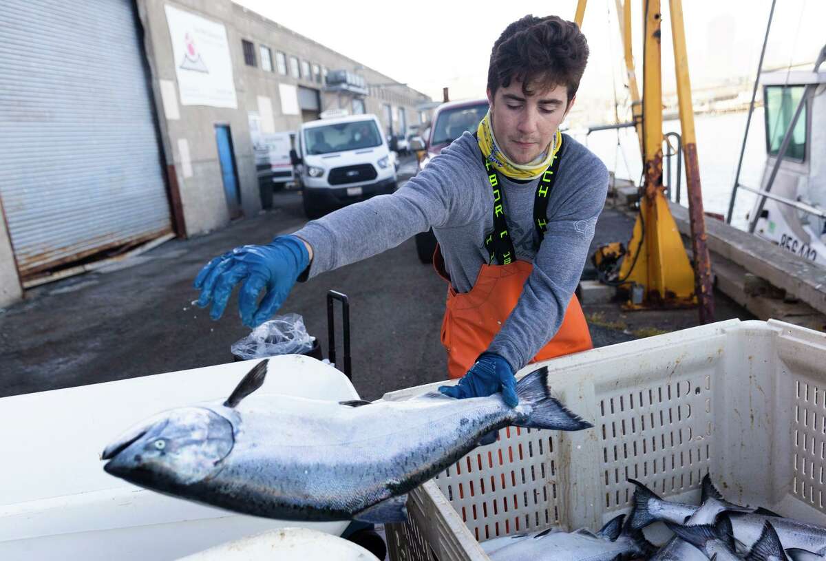 Dominic Green sorts salmon as fisherman arrive to unload their catches at Pier 45 in San Francisco.