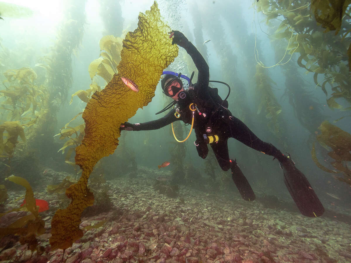 Senior scientist Diane Kim conducts research on a kelp frond.