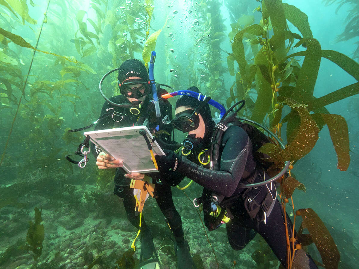 Off Catalina Island's Parsons Landing, senior scientist Diane Kim and postdoctoral researcher Andy Navarrete study a kelp bed. 