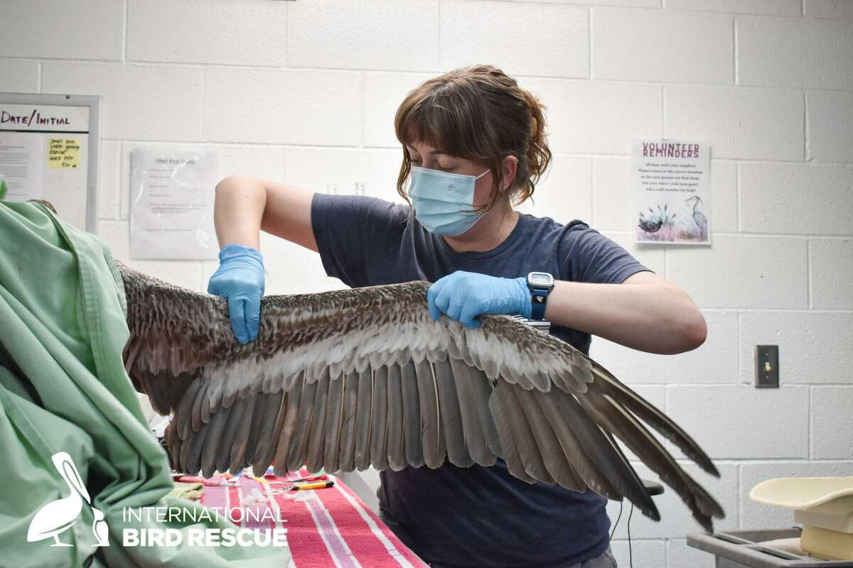 International Bird Rescue workers are helping brown pelicans recover from a mysterious affliction affecting pelicans throughout the California coast. The birds are hungry and injured, and while the causes are not clear, experts believe there may be a lack of available fish stocks.