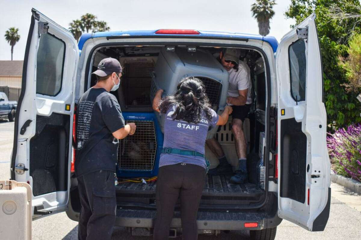 International Bird Rescue workers are helping brown pelicans recover from a mysterious affliction affecting pelicans throughout the California coast. The birds are hungry and injured, and while the causes are not clear, experts believe there may be a lack of available fish stocks.