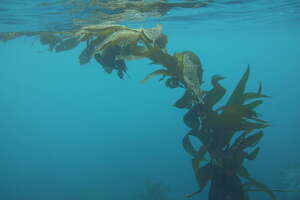 I went swimming off Catalina Island with giant kelp