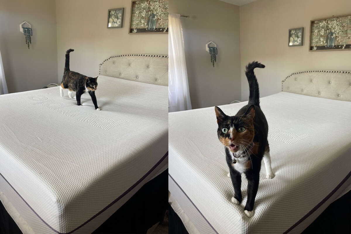 My cat, Luna, is a big fan of the new mattress and took her first nap on it.