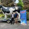 The nameless fiberglass cow at Connecticut's Beardsley Zoo returned May 26, 2022 after going to CT Composites in South Windsor for refurbishing.
