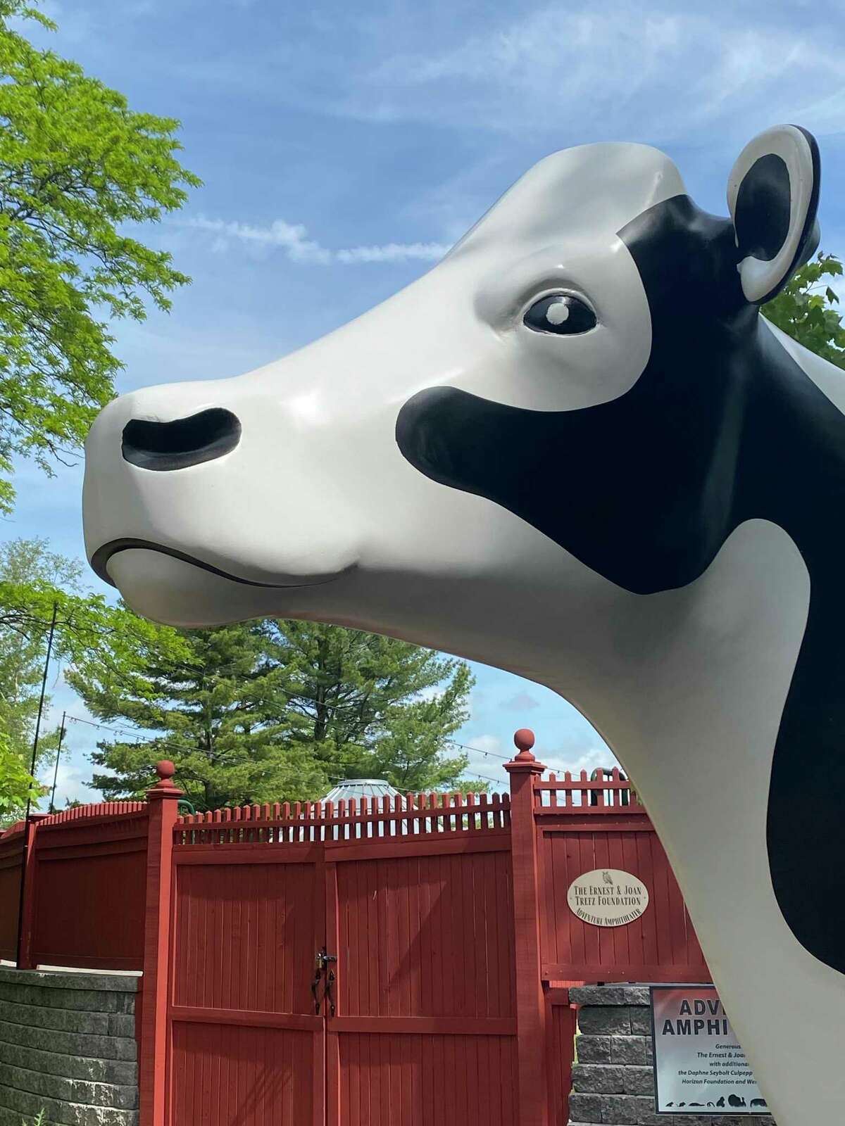 The nameless fiberglass cow at Connecticut's Beardsley Zoo returned May 26, 2022 after going to CT Composites in South Windsor for refurbishing.