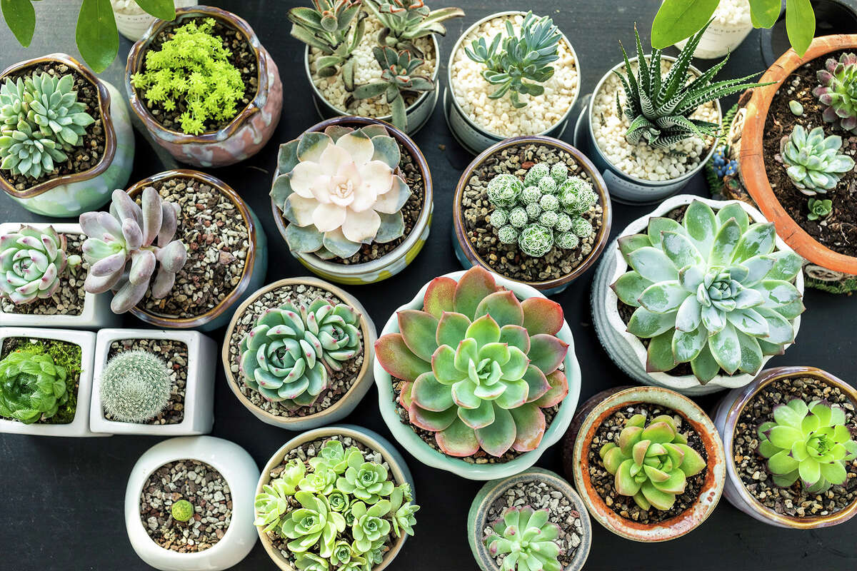 Check out Amazon's sale on live succulents while supplies last.