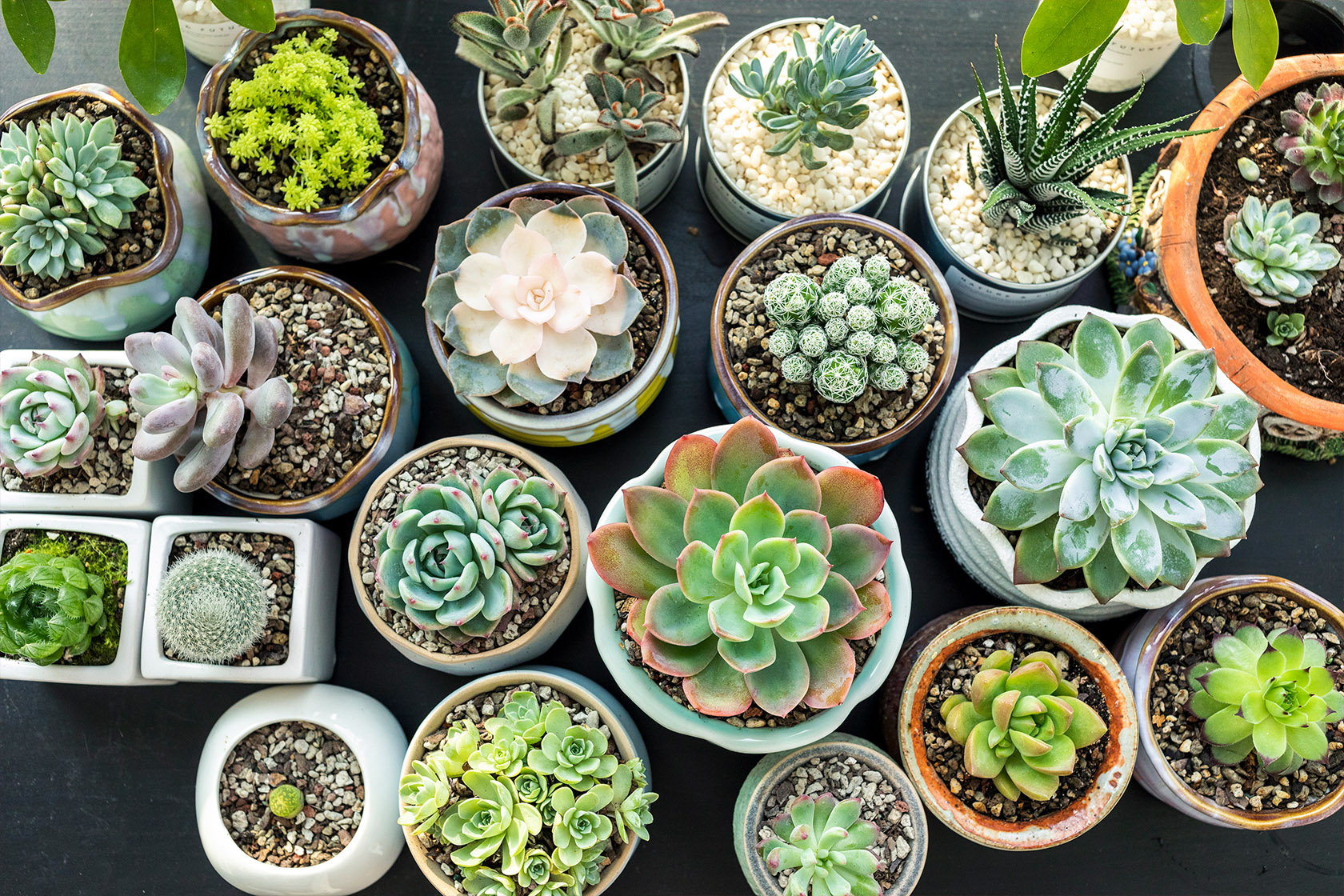 Amazon is having a limited-time deal on assorted live succulents - Vimarsana News