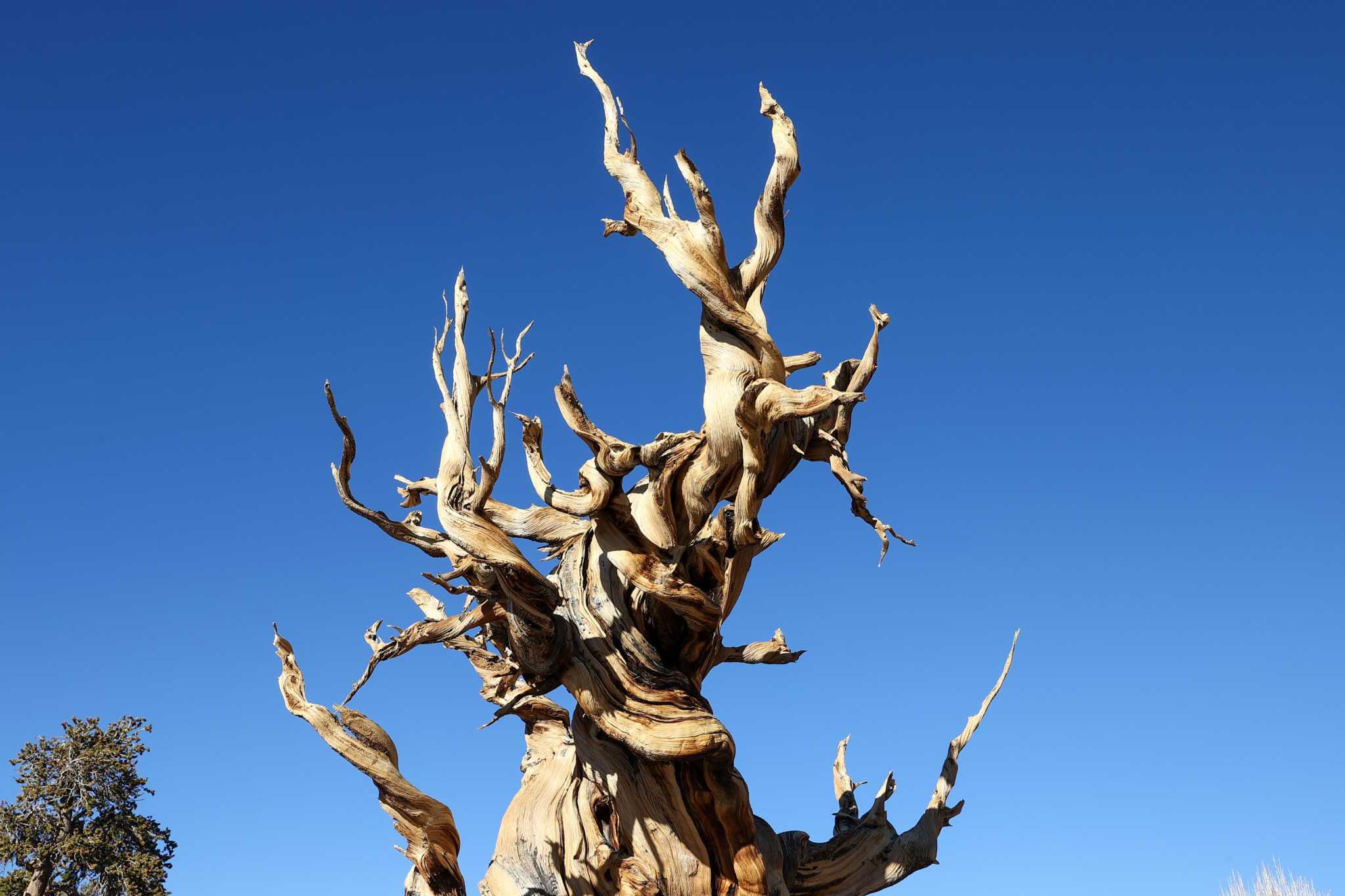 California's 'Methuselah' could lose its title as world's oldest living tree - Vimarsana News