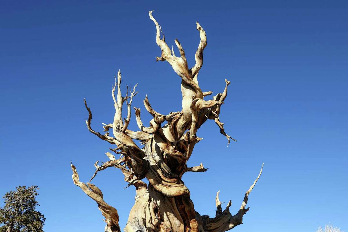 Methuselah The Bristlecone Pine Tree From California S White Mountains 