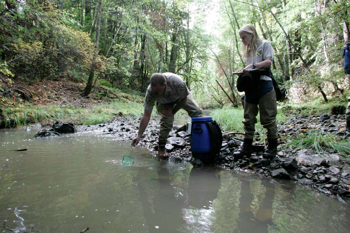 Fish and wildlife officials track fish released into the Russian River. A Sonoma County vineyard owner is facing a $3.75 million fine for alleged damage to streams and wetlands as a result of clear cutting 40 acres of oak woodlands in the Russian River watershed.