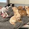 Puppies waiting for their forever home at Midland Animal Shelter