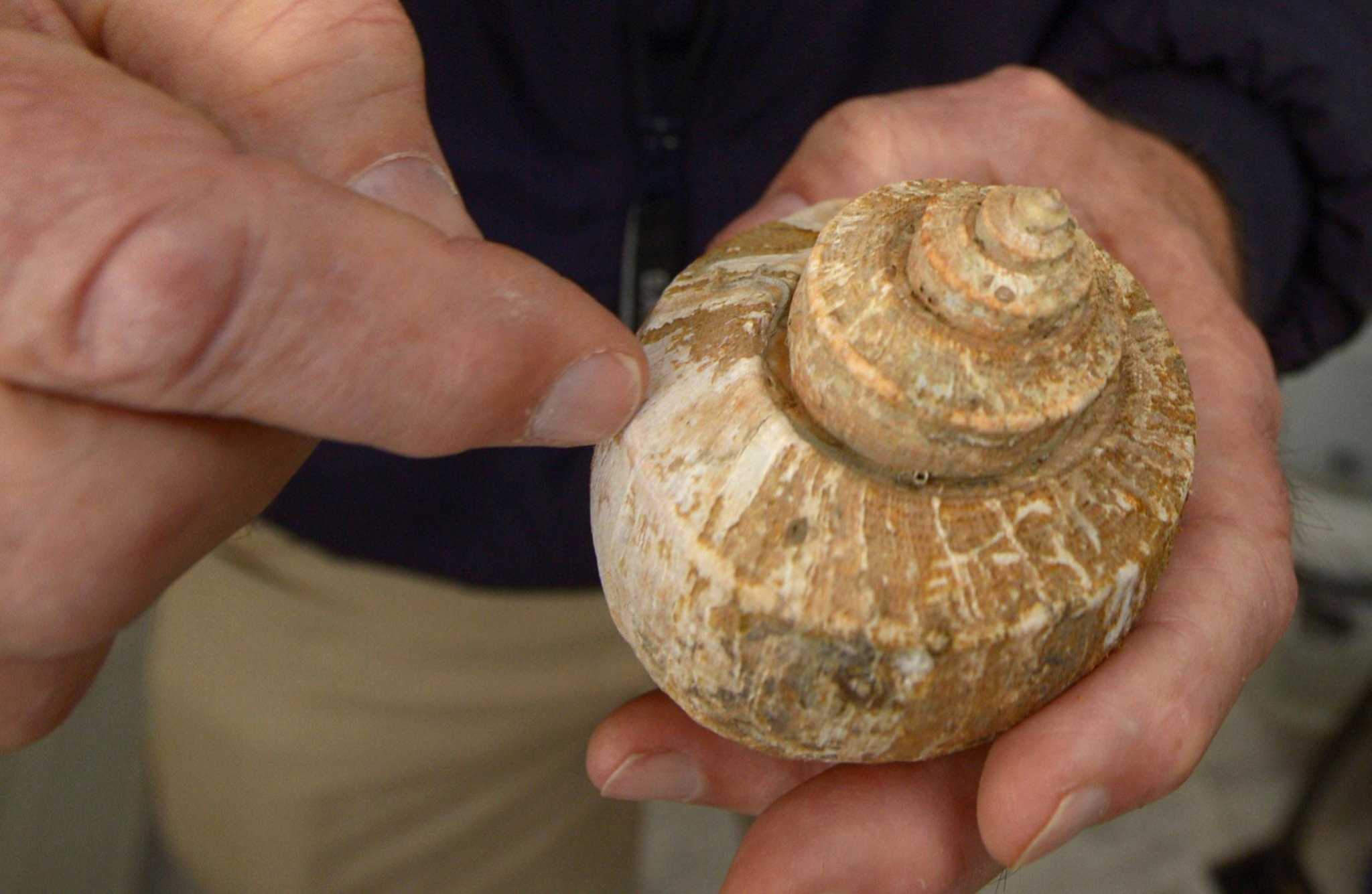 With whelk — the sea snail used in scungilli — on the decline in Long Island Sound, CT restricts harvest - Vimarsana News