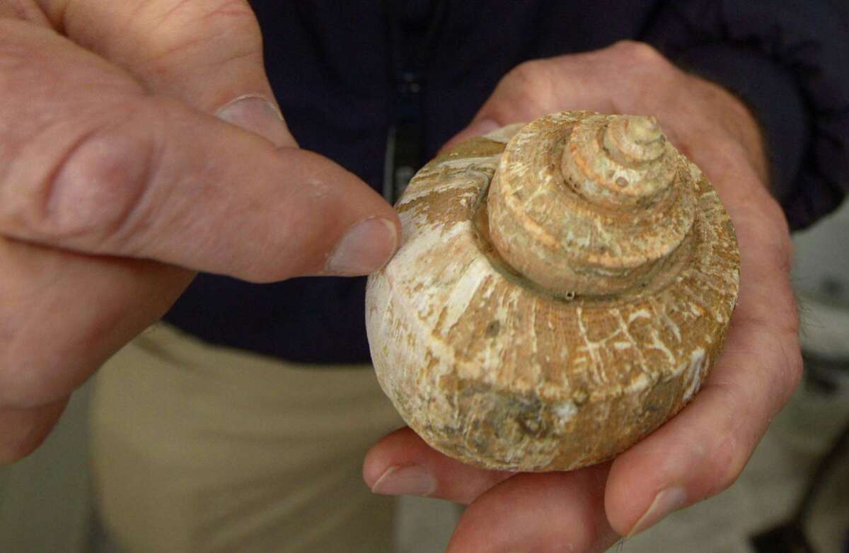 Dick Harris of Copps Island Oysters displays a Channel Whelk shell in 2018 as he speaks about a species that regulators say is on the decline in Long Island Sound. Fisherman say that the whelk — used to make scungilli — are healthy, and that new minimum size limits will force them to throw back much of their catch.