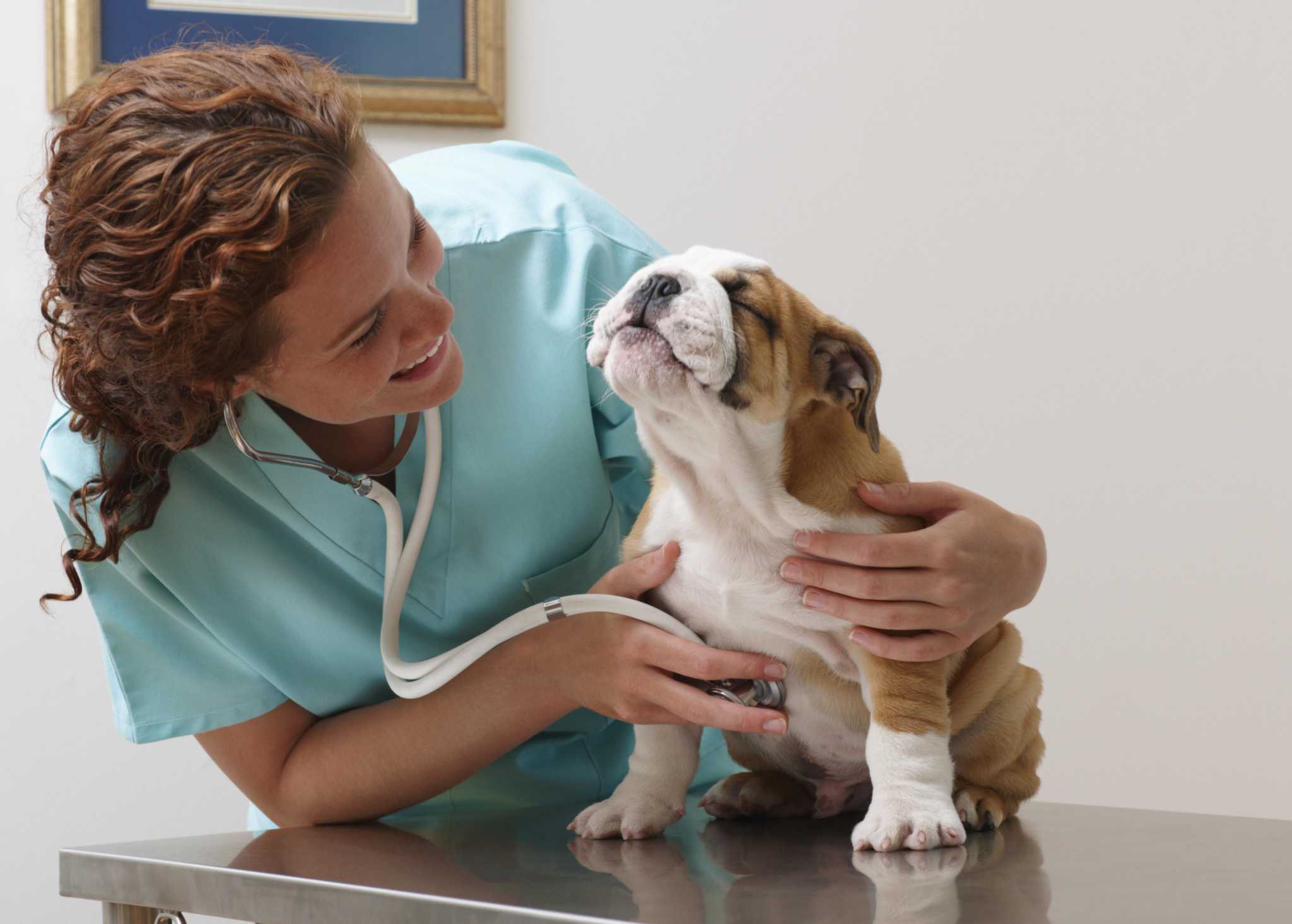 how do i know if my dog needs emergency care