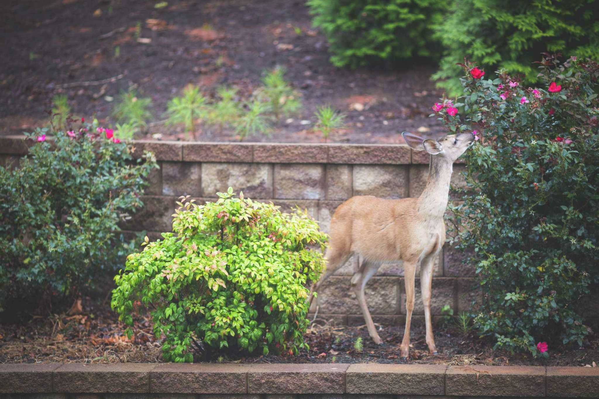 Best blooming, deer-resistant plants for S.A.-area gardens - Vimarsana News