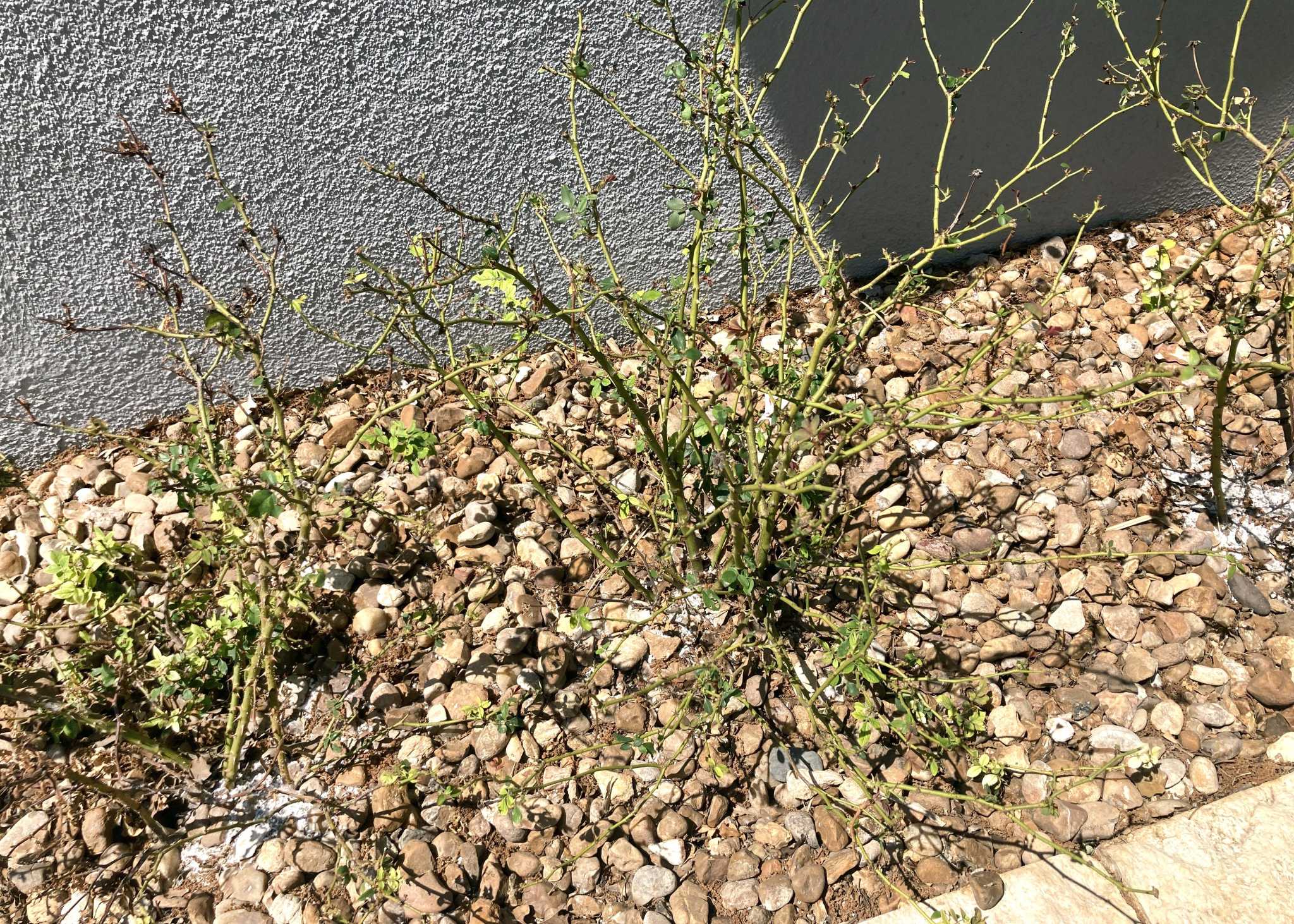 Rose rosette virus, black spot fungus can wipe out Knockout roses