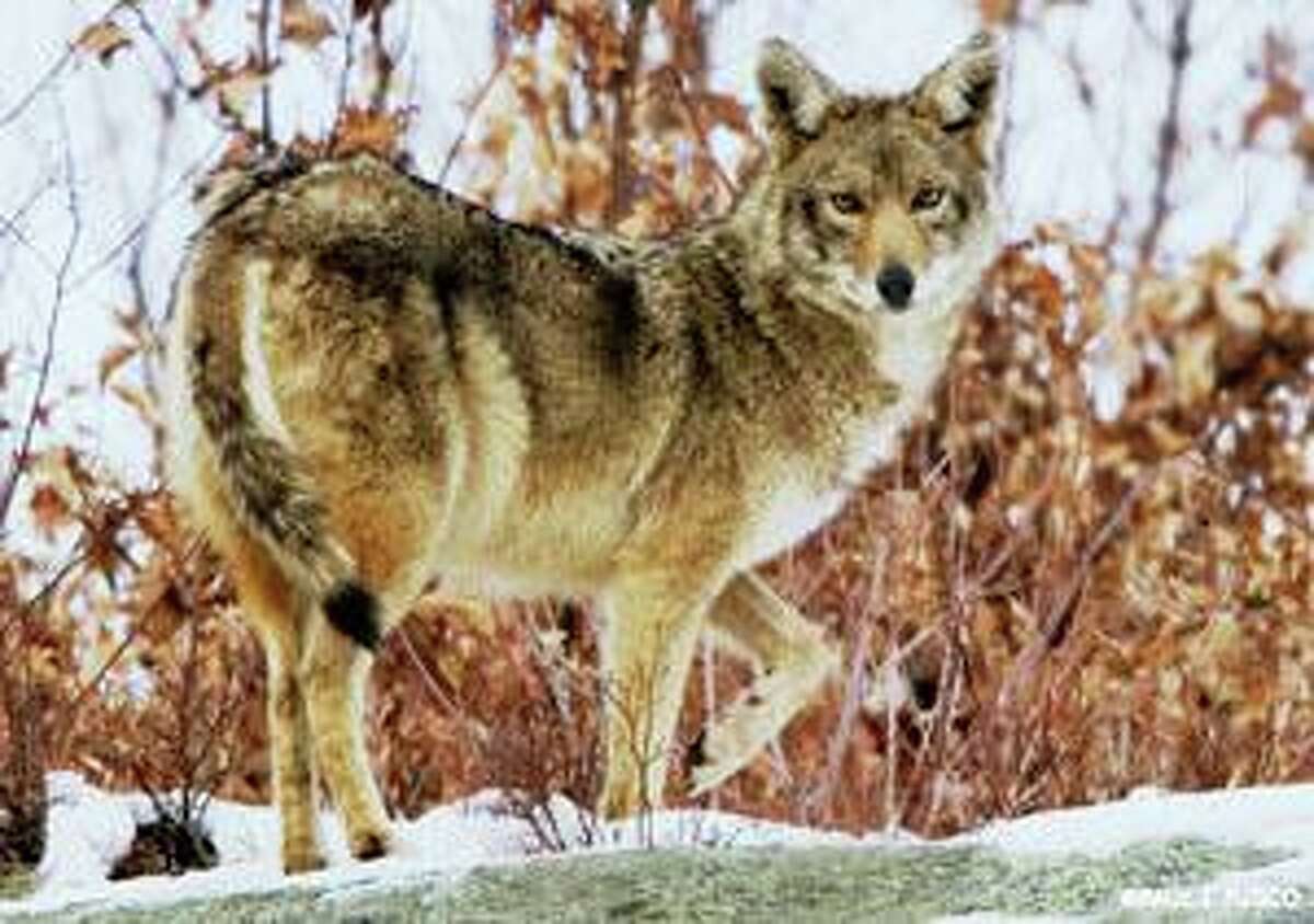 There have been multiple recent sightings of coyotes throughout Trumbull.