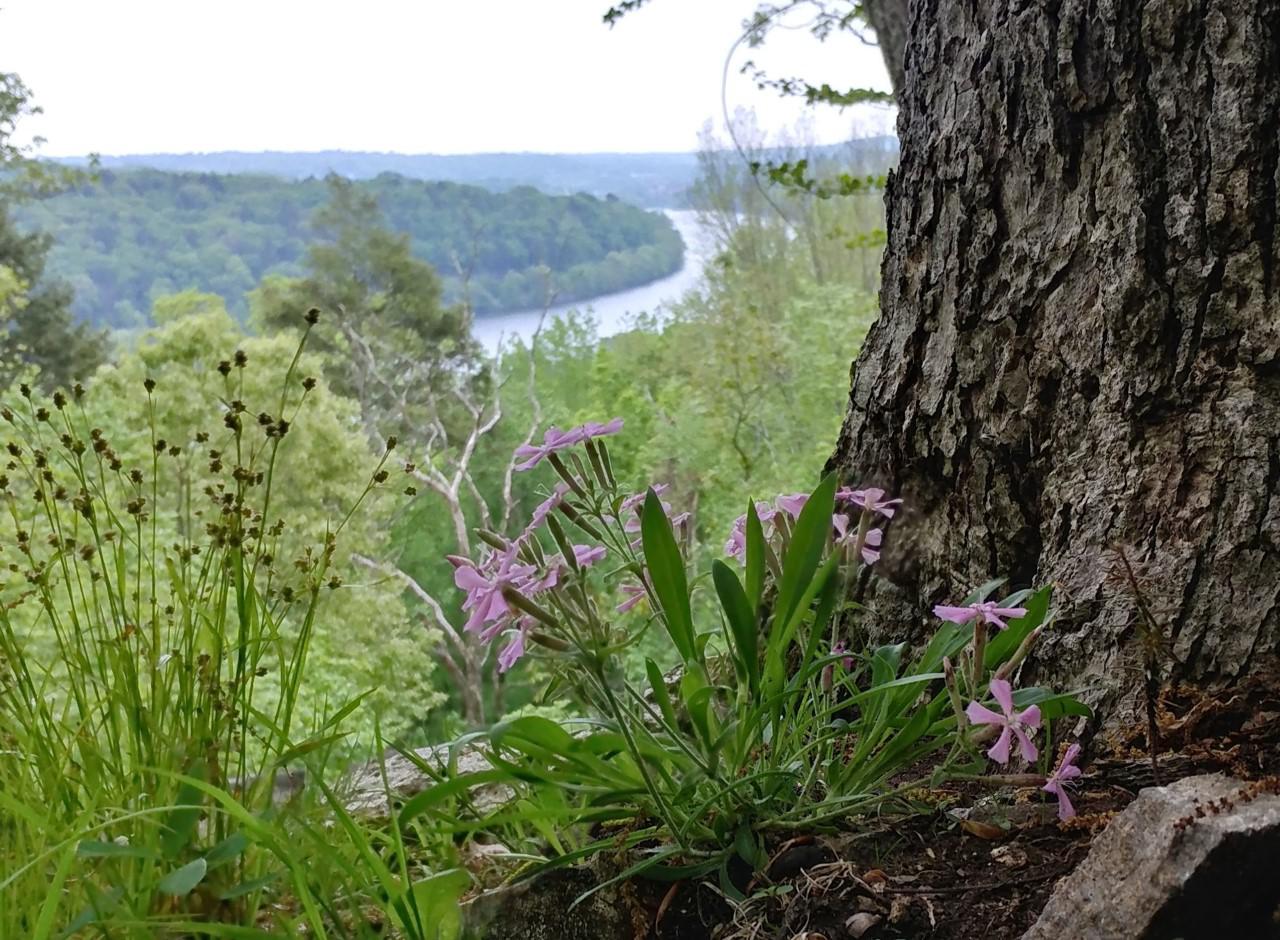 Shelton hosting guided hike to celebrate National Trails Day - Vimarsana News