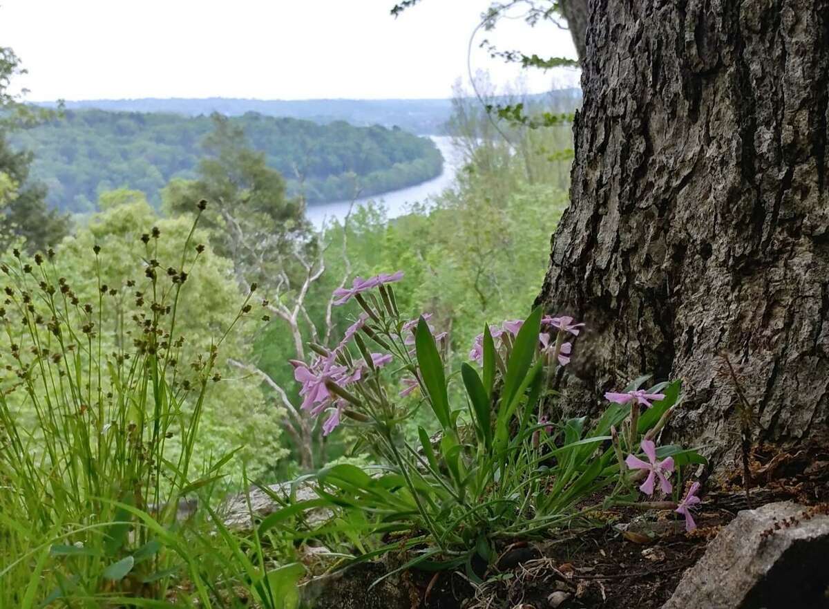 In celebration of National Trails Day, the Shelton Trails Committee will hold a guided hike on Saturday, June 4 at 9 a.m. at Indian Well State Park and the Shelton Land Trust’s Tahmore Preserve.