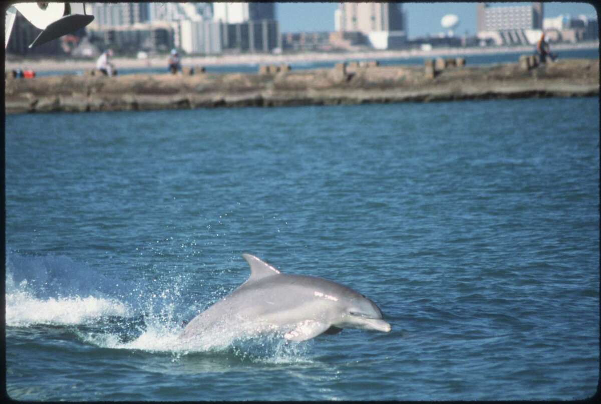NOAA says human interaction can lead to dolphins becoming aggressive. Shown is a 1999 photo of an Atlantic bottlenose dolphin riding the “surf” ahead of a shrimp boat’s bow off South Padre Island.