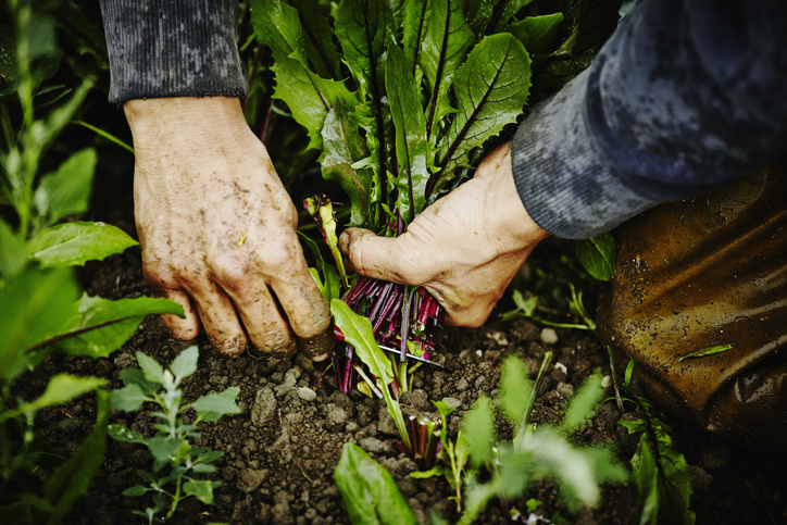 Commentary: Bjorn Lomborg — Alleviating looming hunger crisis - Vimarsana News