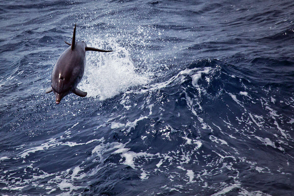 Dangerous Dolphins 