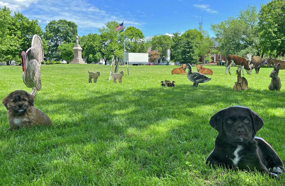 Farm animals, along with friends, appeared on the Guilford Green Saturday, May 28. This art installation was the work of an anonymous local artist.