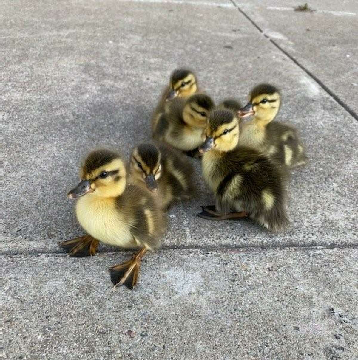 Reunited ducklings stick together outside Oracle Park on May 29, 2022. Several had fallen into a drain, but police officers pulled them out.