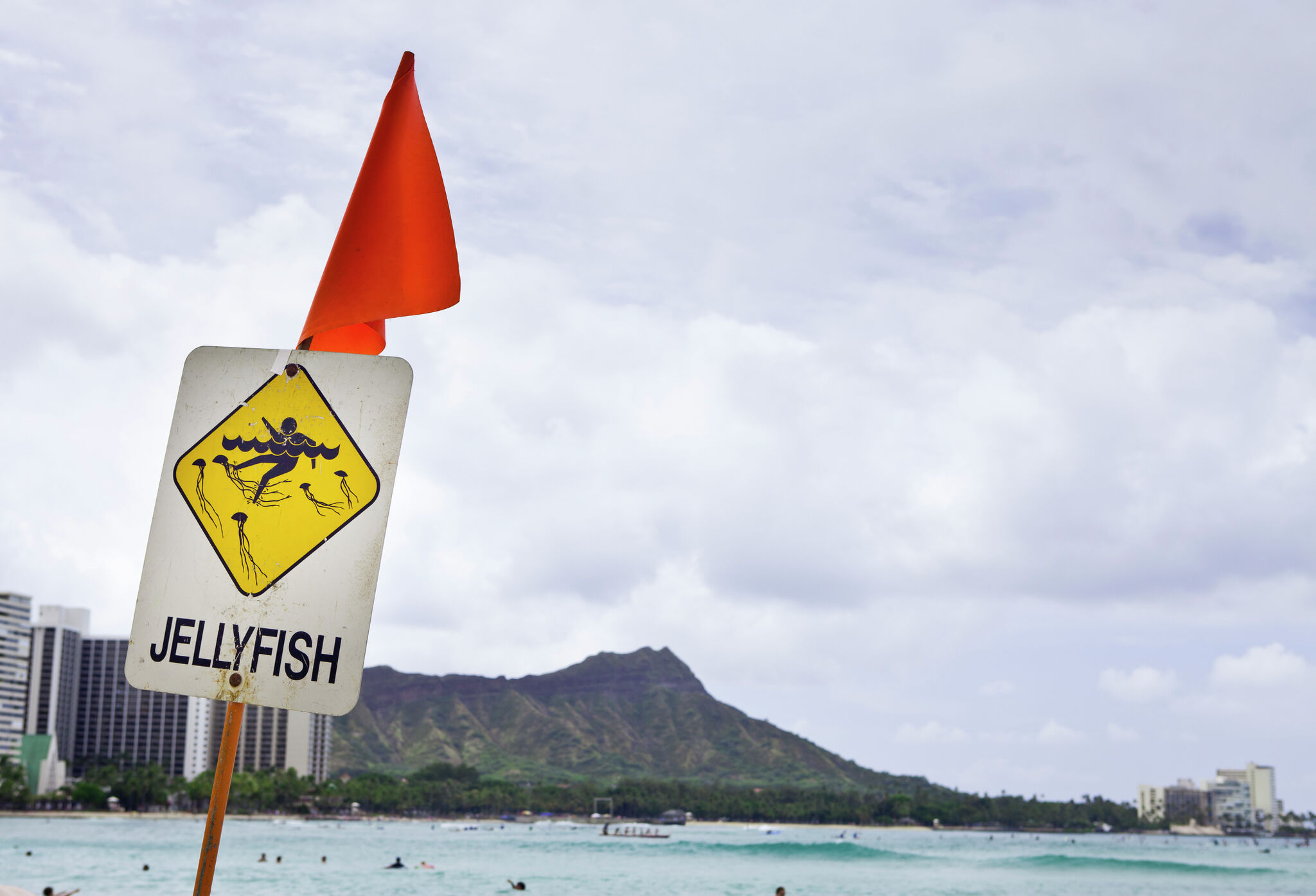 3 shipwrecks may be factor in surge of jellyfish off Hawaii’s Waikiki