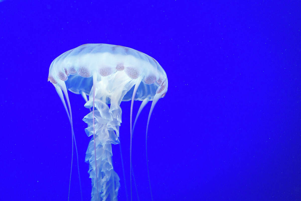 An underwater photo of a box jellyfish.
