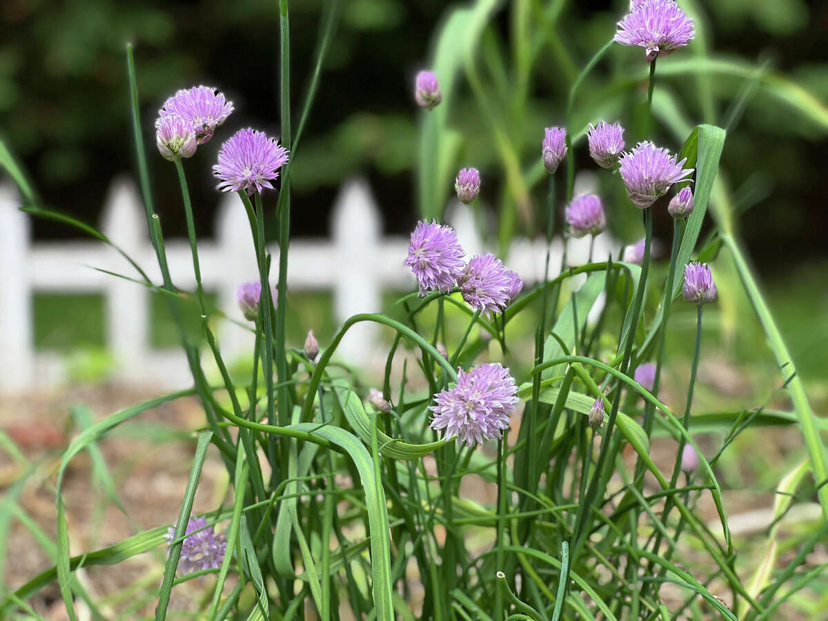 Chives are growing in a raised bed. The plants repel aphids, protecting lettuce and roses from infestation.